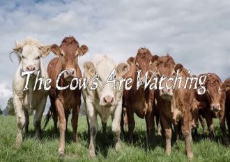 The Cows Are Watching EN/DE Global Steam Digital Key