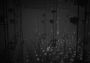 White Shadows EN Global Steam Digital Key