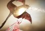 Black Desert Online - Splat Fisher's Clothes DLC Global Official website Digital Key