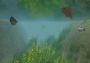 European Fishing Global Steam Digital Key