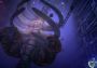Clid The Snail Global Steam Digital Key