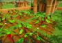 Farm Together - Jalapeno Pack DLC Global Steam Digital Key