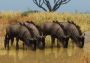 Planet Zoo - Grasslands Animal Pack DLC EU Steam Digital Key