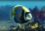 Depth Hunter 2: Deep Dive Global Steam Digital Key