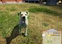 Animal Shelter Simulator EN EU Xbox One/Series Digital Key