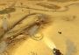 Wasteland Angel EN/DE/FR/RU Global Steam Digital Key
