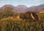 theHunter: Call of the Wild - Rancho del Arroyo DLC Mexico Xbox One/Series Digital Key