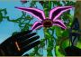 Bean Stalker EN Global Steam Digital Key
