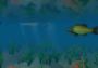 European Fishing Global Steam Digital Key