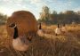 theHunter: Call of the Wild - Silver Bundle Argentina Xbox One/Series Digital Key