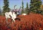 theHunter: Call of the Wild - Yukon Valley DLC EU Xbox One/Series Digital Key
