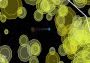 Particle Mace EN Global Steam Digital Key