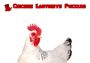 Chicken Labyrinth Puzzles EN Global Steam Digital Key