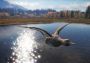 theHunter: Call of the Wild - Duck and Cover Pack DLC EU Xbox One/Series Digital Key