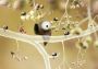 Botanicula Collector's Edition Global Steam Digital Key