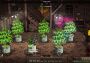 Weedcraft Inc + Big Pharma - Pharmacy Tycoon Bundle Turkey Xbox One/Series Digital Key