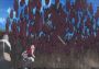 Naruto Shippuden: Ultimate Ninja Storm 2 Canada Xbox One/Series Digital Key