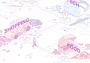 Melatonin EN Global Steam Digital Key