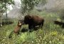 Untamed: Life Of A Cougar EN/FR/PT Global Steam Digital Key
