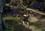 Final Fantasy XV Multiplayer: Comrades DLC Argentina Xbox One/Series Digital Key