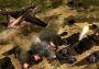 Act of War: High Treason EN Global Steam Digital Key