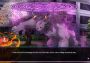 How To Date A Magical Girl! EN Global Steam Digital Key