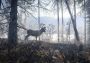 theHunter: Call of the Wild - Silver Bundle Global Steam Digital Key