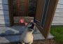 House Flipper: Pets VR Global Steam Digital Key