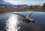 theHunter: Call of the Wild - Duck and Cover DLC Argentina Xbox One/Series Digital Key