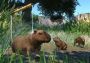 Planet Zoo - Wetlands Animal Pack DLC EU Steam Digital Key