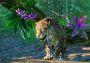 Planet Zoo - South America Pack Global Steam Digital Key