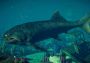 Jurassic World Evolution 2 - Prehistoric Marine Species Pack Argentina Xbox One/Series/Windows Digital Key