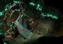 Torment: Tides of Numenera Immortal Edition Global Steam Digital Key