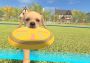 Dream Pets VR EN/JA Global Steam Digital Key
