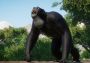 Planet Zoo: Conservation Pack DLC EU Steam Digital Key