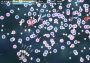 Touhou Multi Scroll Shooting 2 EN/JA/ZH Global Steam Digital Key
