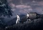 Detention EN/JA/KO/ZH/ZH EU Steam Digital Key