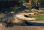 Planet Zoo - North America Animal Pack DLC EU Steam Digital Key