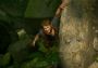 Uncharted - Legacy of Thieves Collection EU PS5 Digital Key