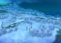 Ni no Kuni: Wrath of the White Witch - Remastered Turkey Xbox One/Series/Windows Digital Key