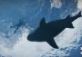 Grand Theft Auto V GTA: Whale Shark Cash Card Rockstar Digital Key