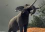 Project VR Wild Hunt EN Global Steam Digital Key