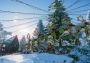 Planet Zoo - Arctic Pack Global Steam Digital Key