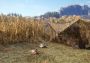 theHunter: Call of the Wild - Duck and Cover DLC Argentina Xbox One/Series Digital Key