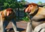 Planet Zoo - Southeast Asia Animal Pack DLC EU Steam Digital Key