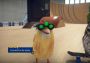 SkateBIRD Global Steam Digital Key