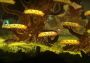 Seasons After Fall EN/DE/FR/IT/ES Global Steam Digital Key