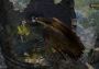 Pathfinder: Kingmaker Enhanced Edition United States Steam Digital Key