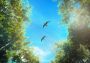 Birding Simulator: Bird Photographer PRE-ORDER Global Steam Digital Key