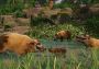 Planet Zoo - Tropical Pack DLC EU Steam Digital Key
